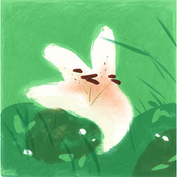 A Field Lily