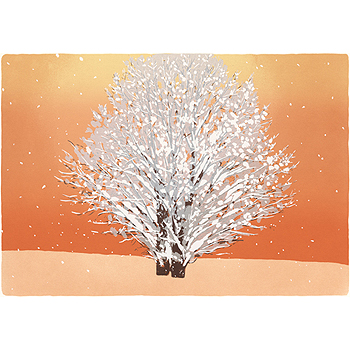 雪華A